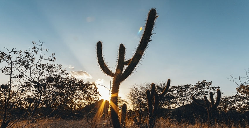 Caatinga