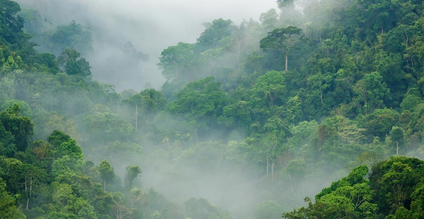 Mata Atlântica