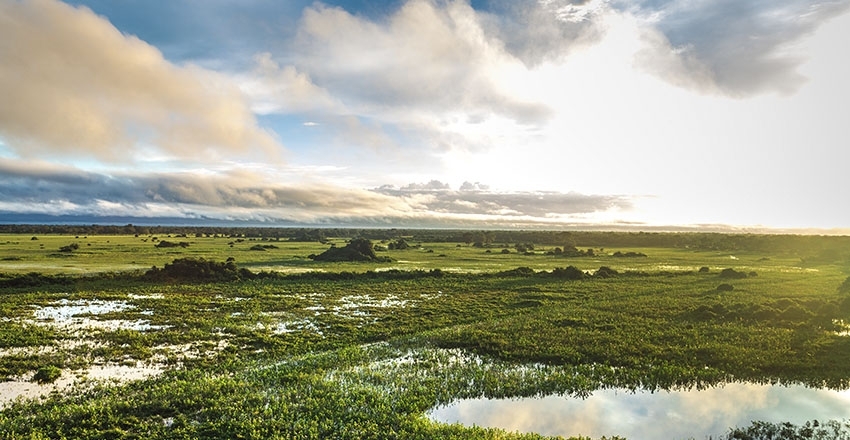 Pantanal