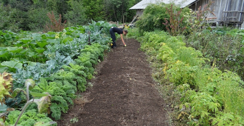 Agricultura orgânica
