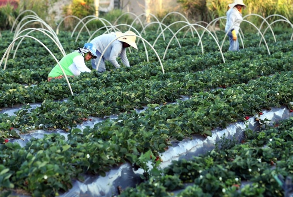 Agricultura familiar e de subsistência