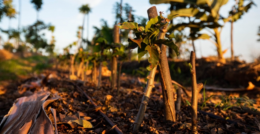 O sistema agroflorestal procura equilibrar várias necessidades: