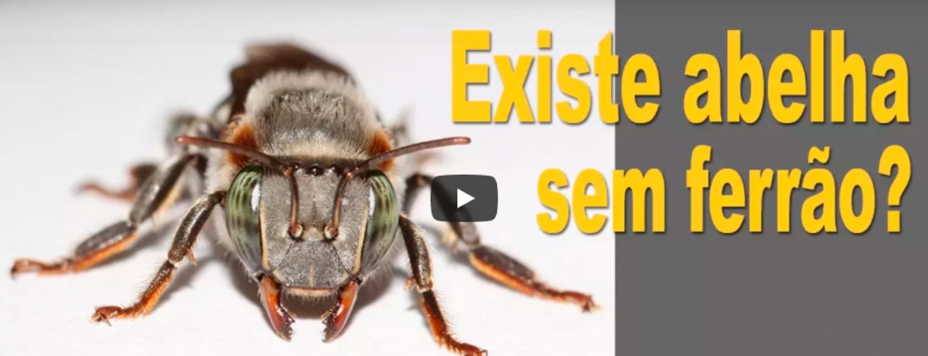 Veja no vídeo quem são as abelhas sem ferrão!