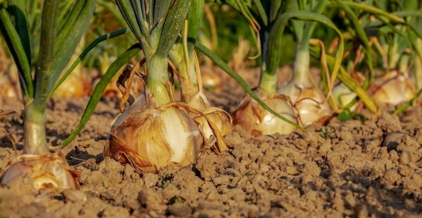 A agricultura é mais diversa do que a maioria das pessoas