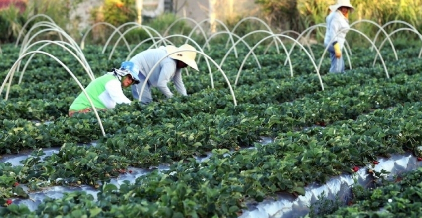 Agricultura familiar e de subsistência