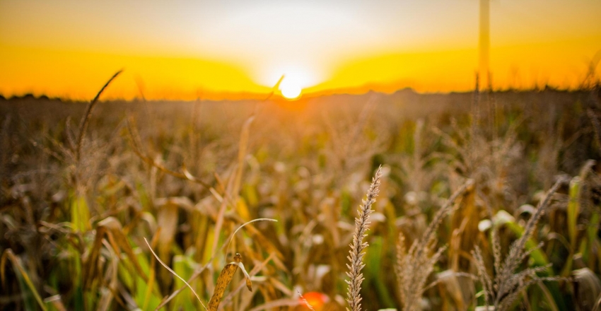 Agricultura convencional