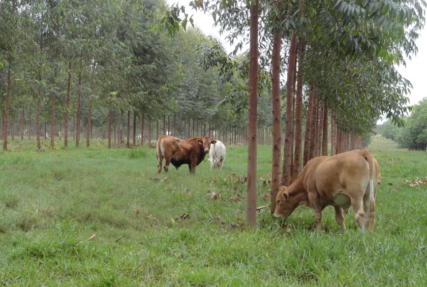 Descarbonização da Agropecuária