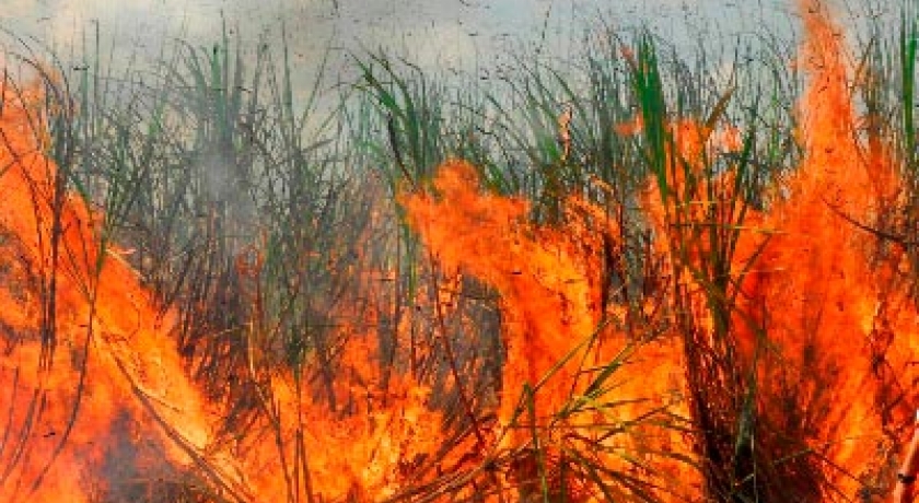 ABAG/RP propõe campanha para prevenir o fogo em áreas agrícolas e de preservação