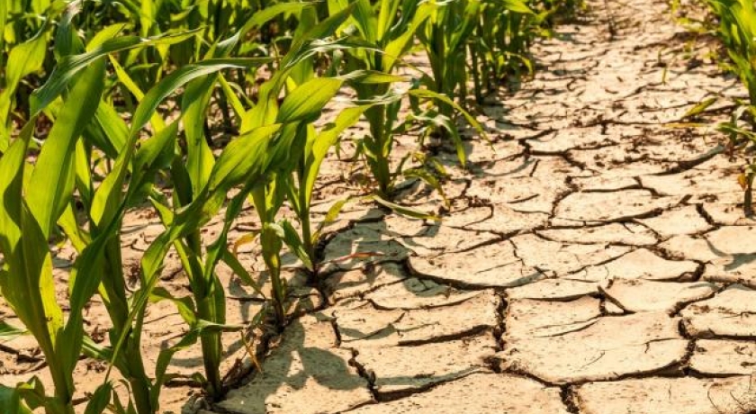 Irrigação inteligente pode ser alternativa ao temido estresse hídrico