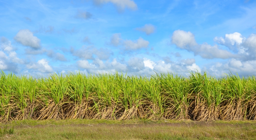 Produtores comemoram primeira venda de créditos de cana-de-açúcar via Bonsucro